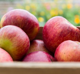 Deine Früchte